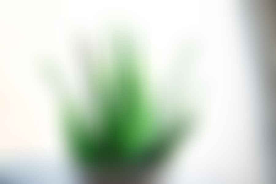Aloe succulent