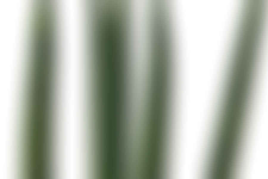 Cylindrical succulent leaves