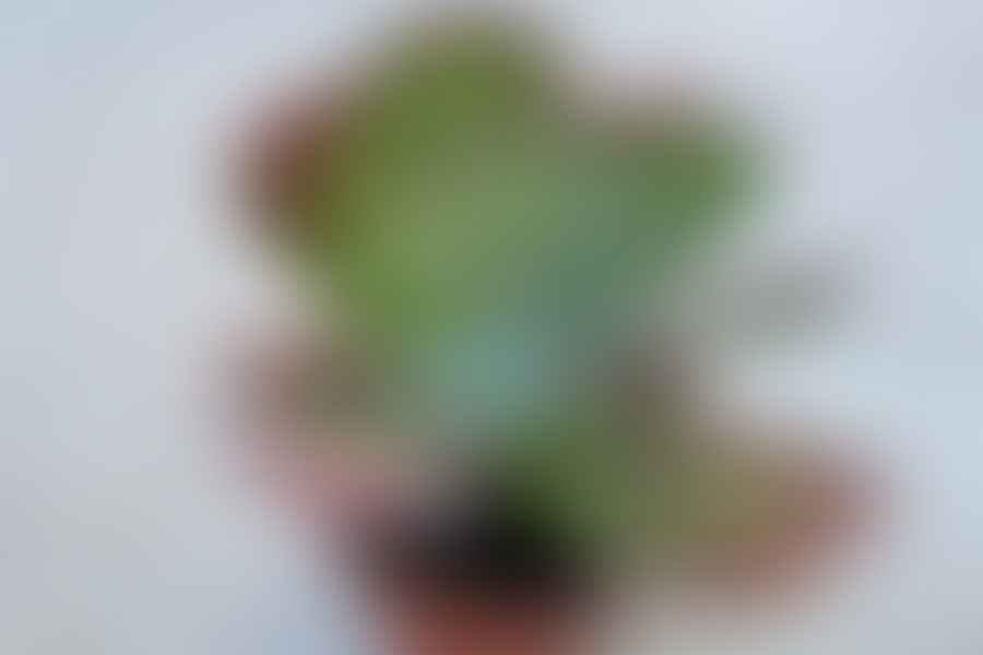 Globular succulent leaves