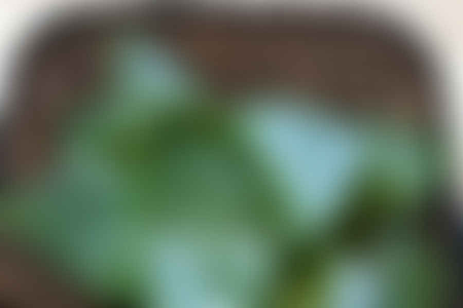 Haworthia succulent