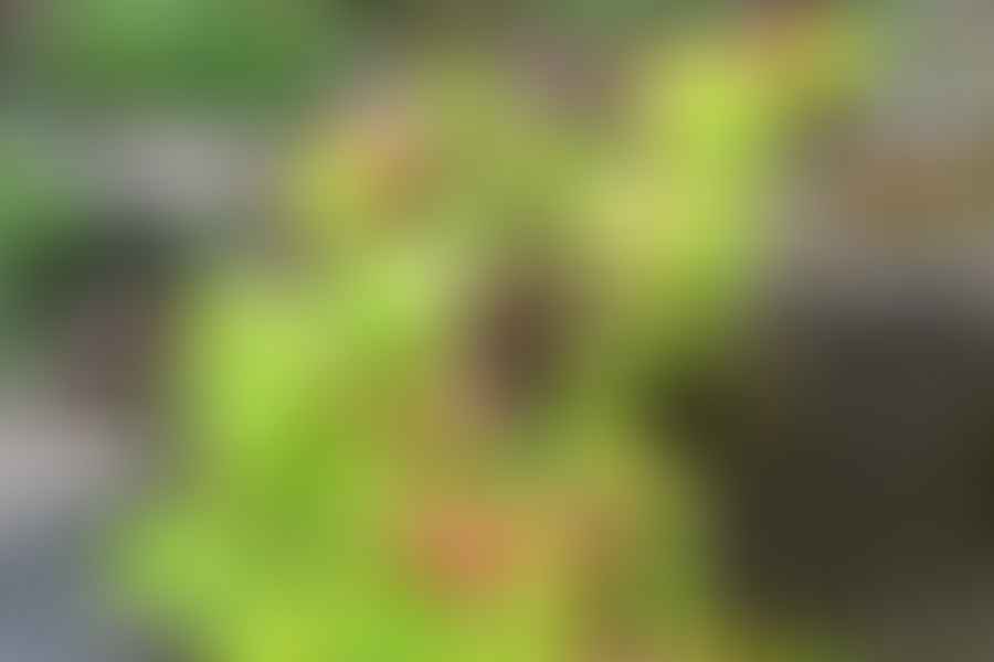 Spatulate succulent leaves