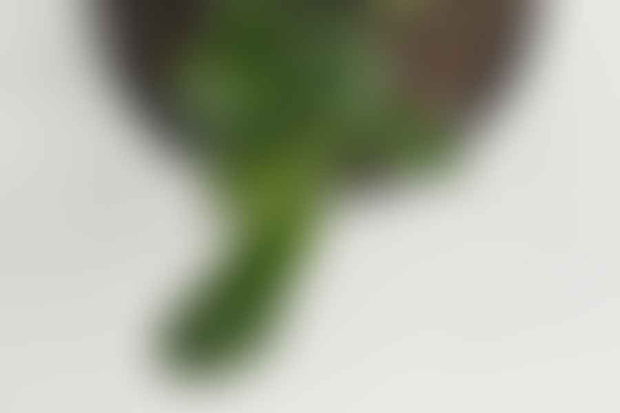 Tubular succulent leaves