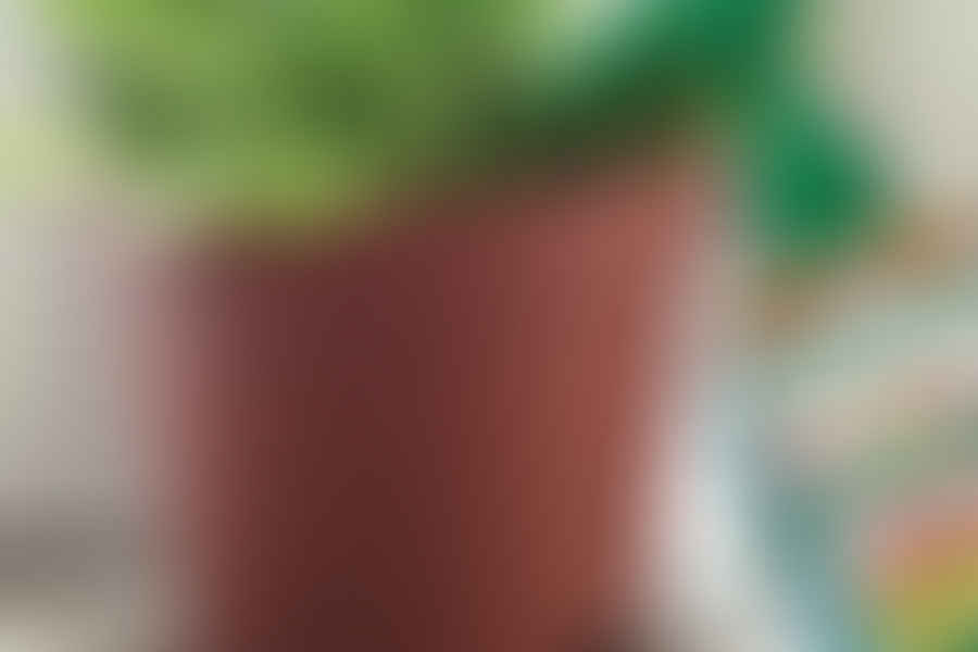 organic succulent fertilizer