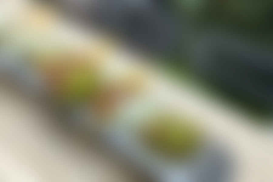succulents in sunlight