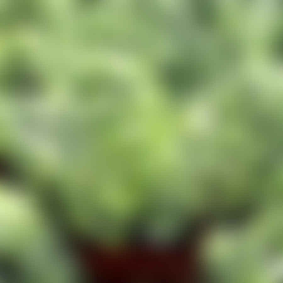 Healthy Donkey Tail Succulent Close-Up