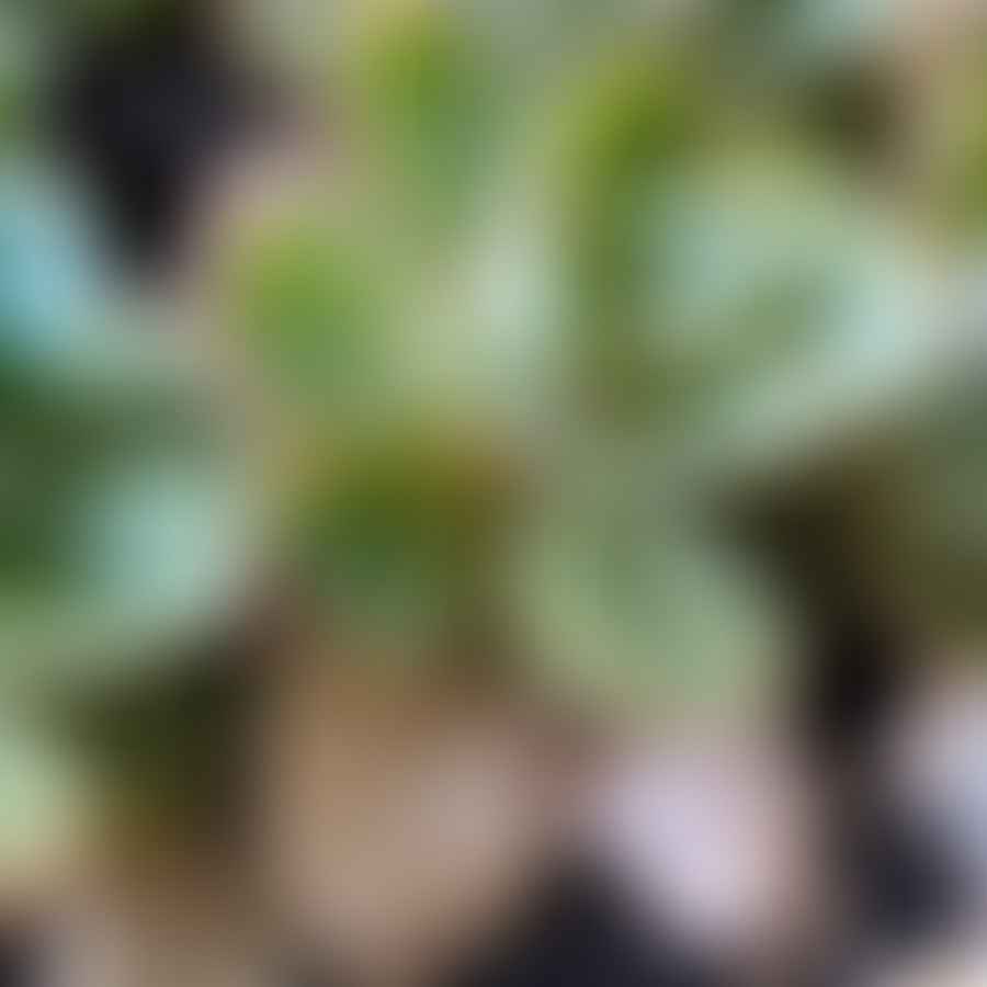 Collection of diseased succulents showing common symptoms