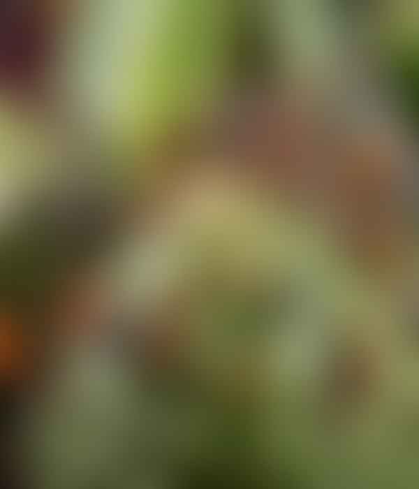 Top 10 Rare Succulents Every Collector Should Know About