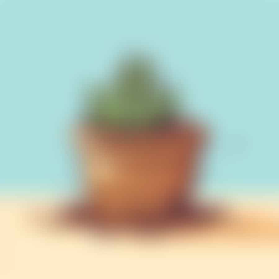 A dry succulent pot, ready for the next watering