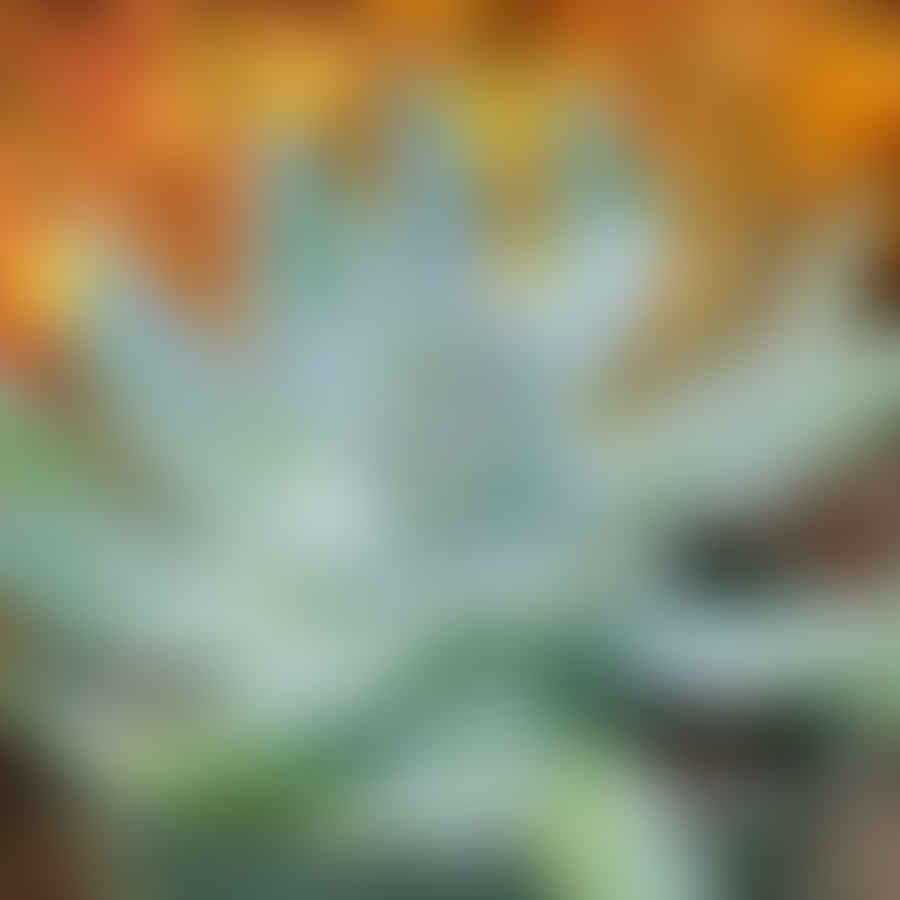 Close-up image of a thriving Dudleya Brittonii succulent