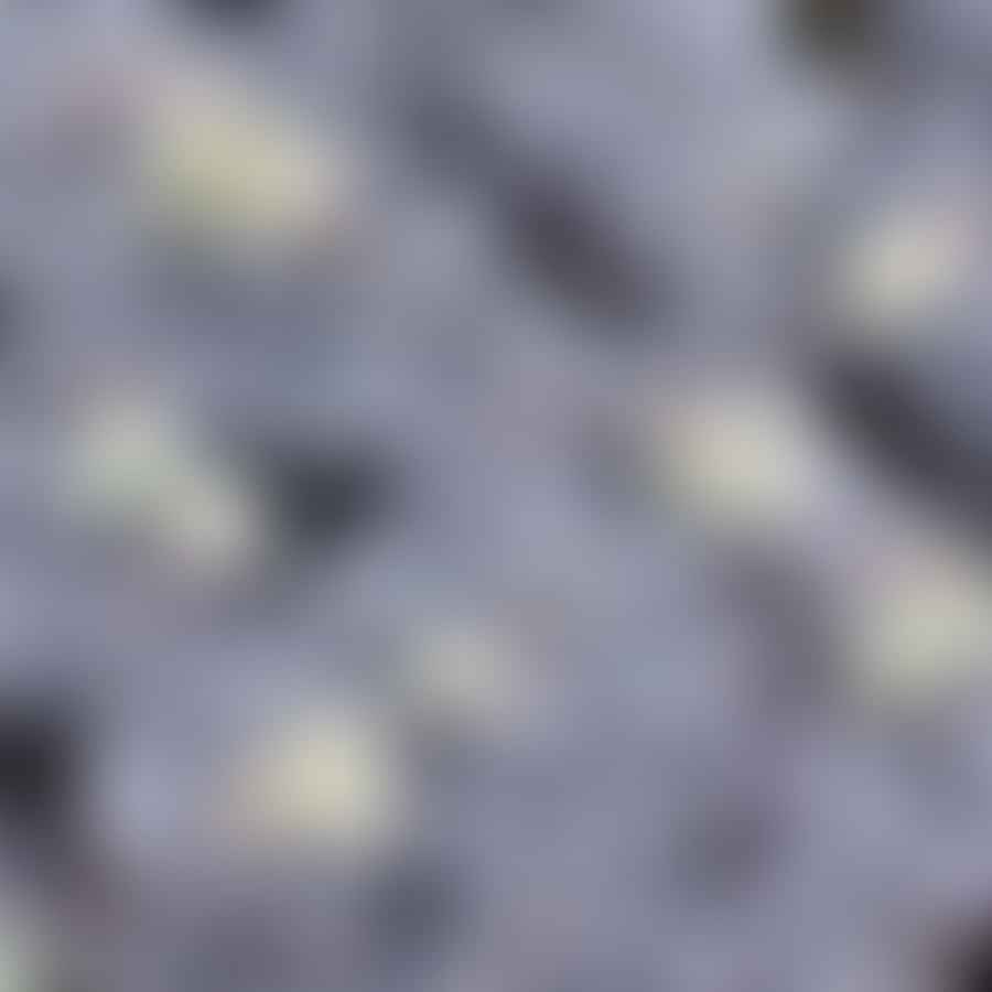 Close-up view of Pachyphytum Oviferum \'Moonstones\' succulent with its round, plump leaves resembling lunar stones