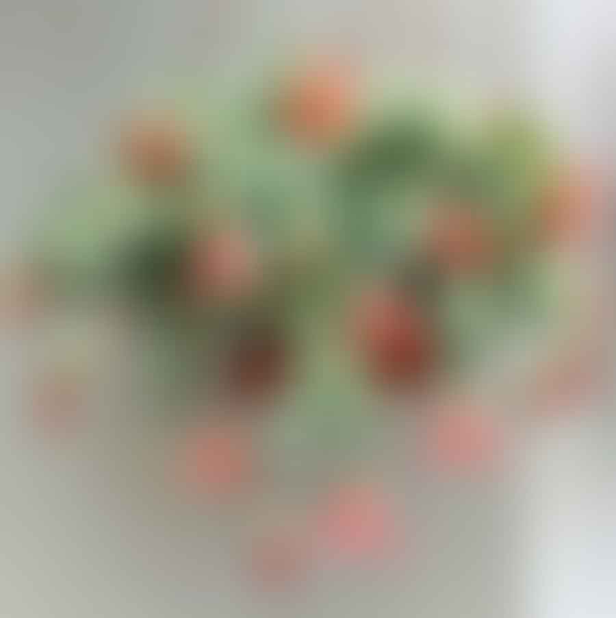 Close-up image of the rare succulent Cotyledon Pendens with its unique cascading leaves