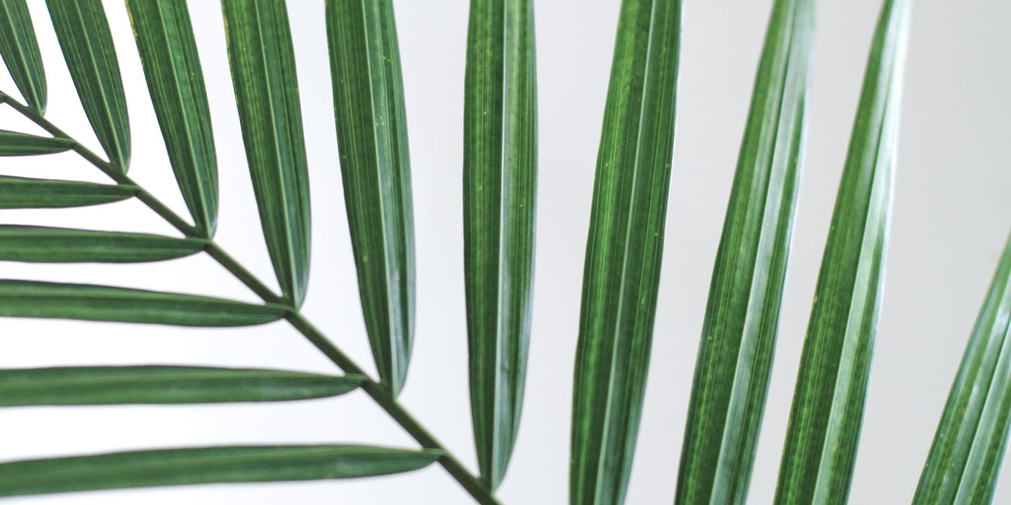 A Guide to Choosing the Perfect Succulent for Your Space: Factors to Consider and Popular Options
