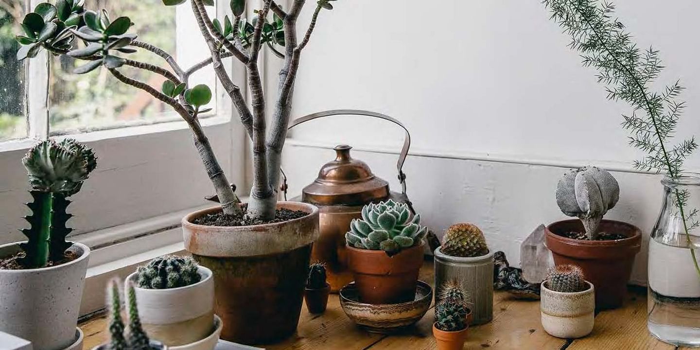 A Beginners Guide to Succulent Care: Essential Tips and Tricks for New Owners