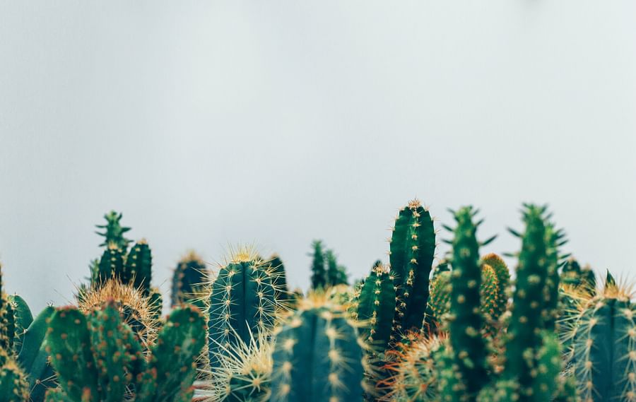 Healthy succulent plant basking in summer sunlight