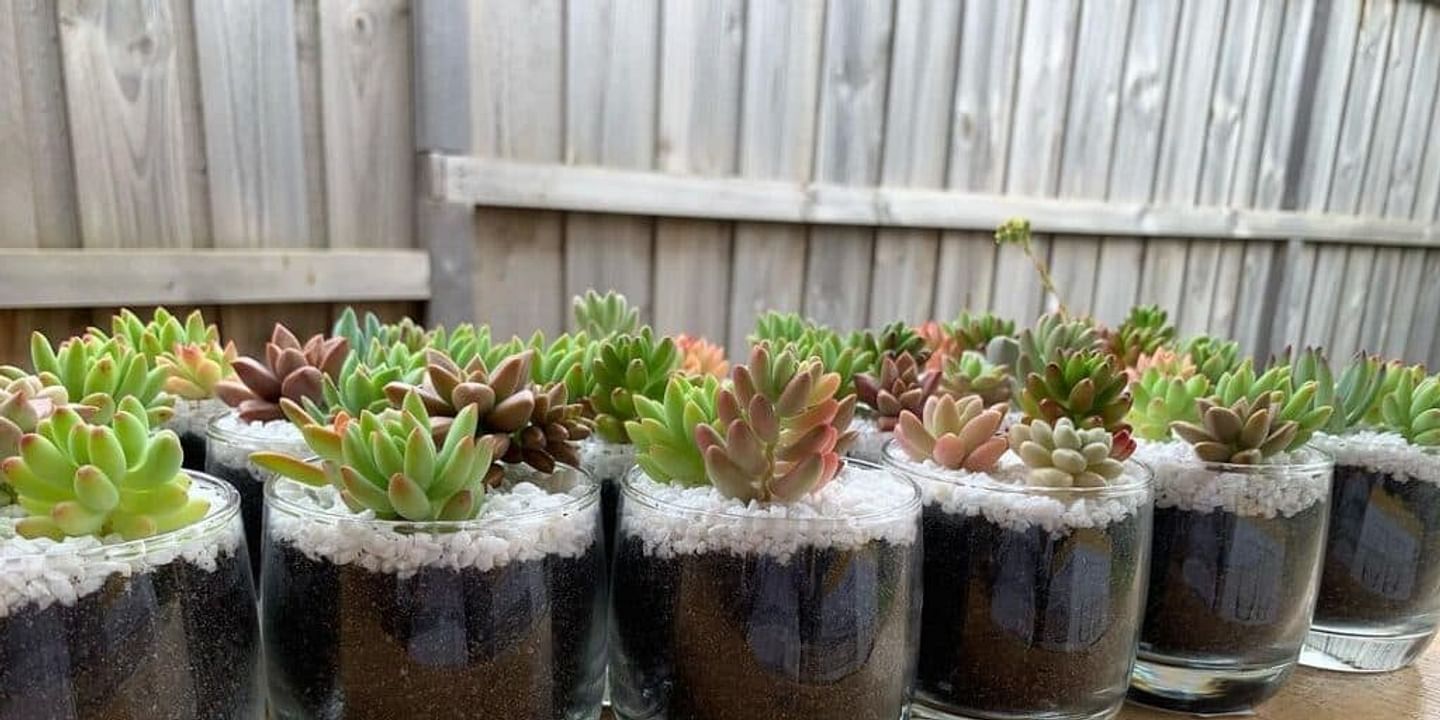 Creative Succulent Arrangements and Terrarium Ideas for Your Home