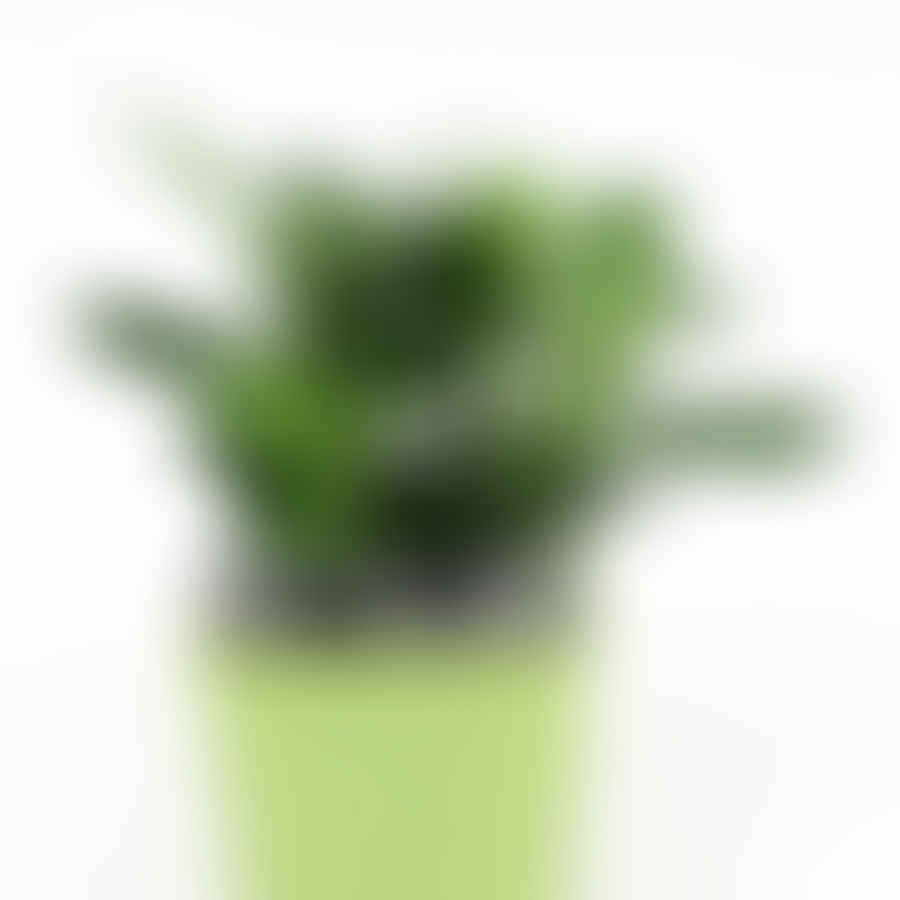 Healthy vibrant green succulent plant
