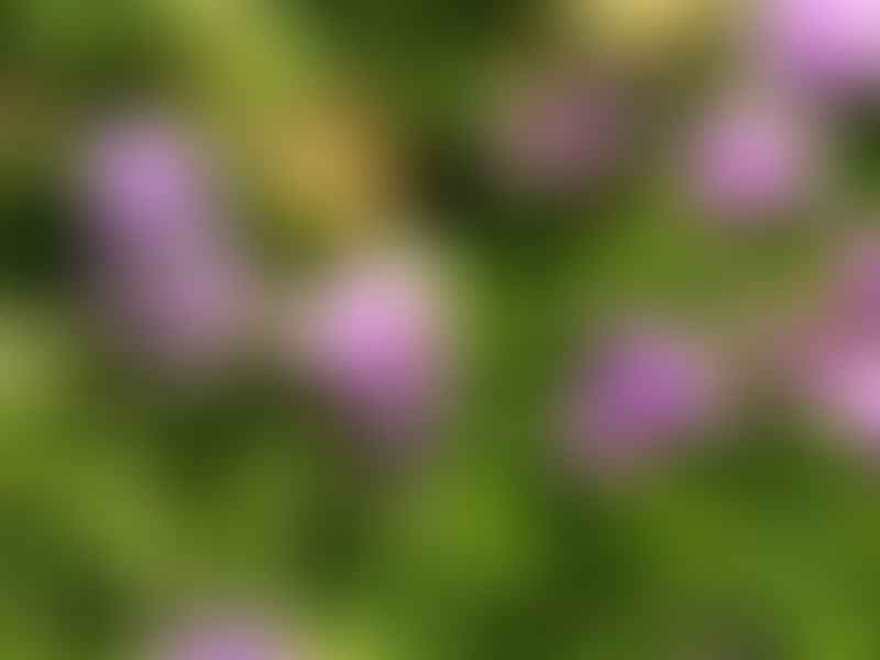 Acrodon | Aizoaceae