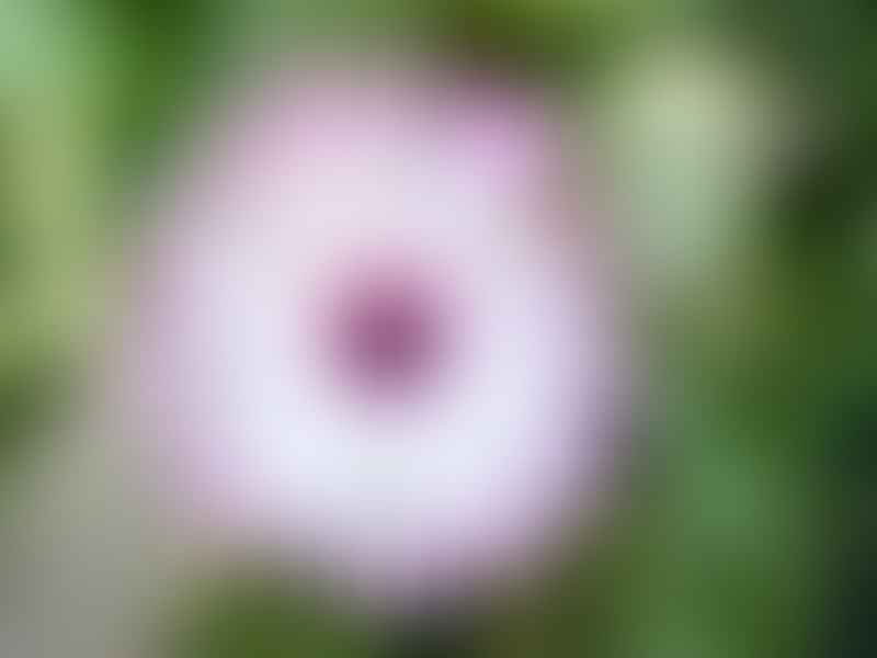 Acrodon Bellidiflorus | Acrodon | Aizoaceae