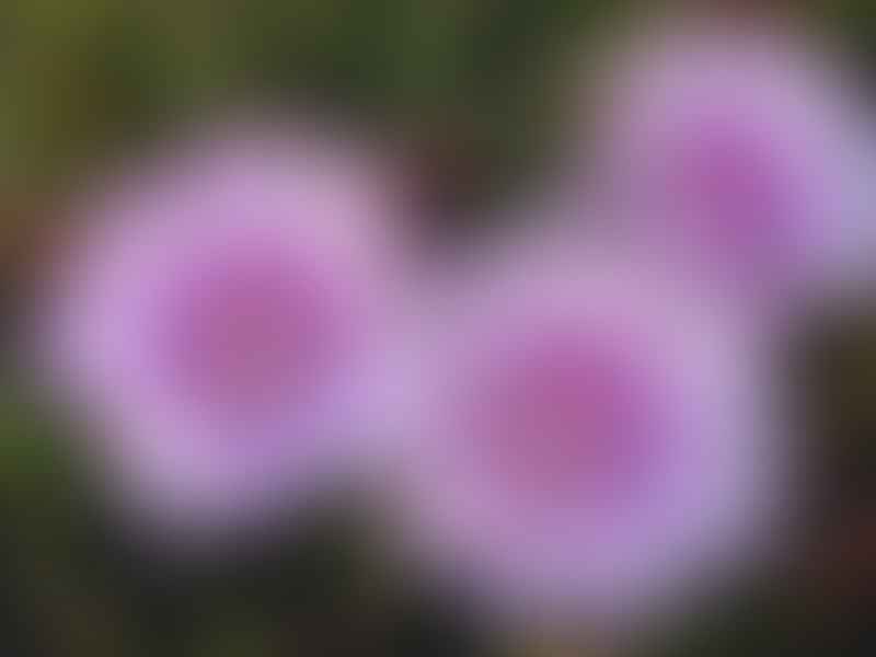 Acrodon Bellidiflorus | Acrodon | Aizoaceae