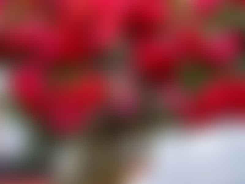Adenium | Apocynaceae