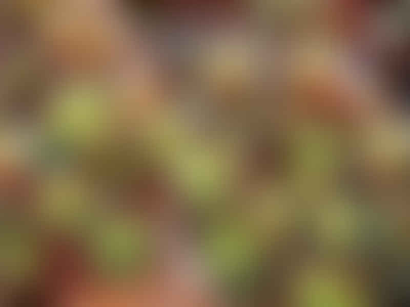Aeonium Decorum | Aeonium | Crassulaceae