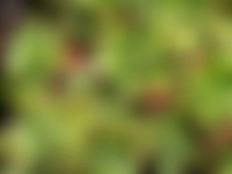 Aeonium Decorum | Aeonium | Crassulaceae