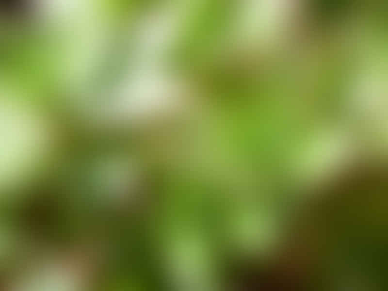 Aeonium Decorum | Aeonium | Crassulaceae