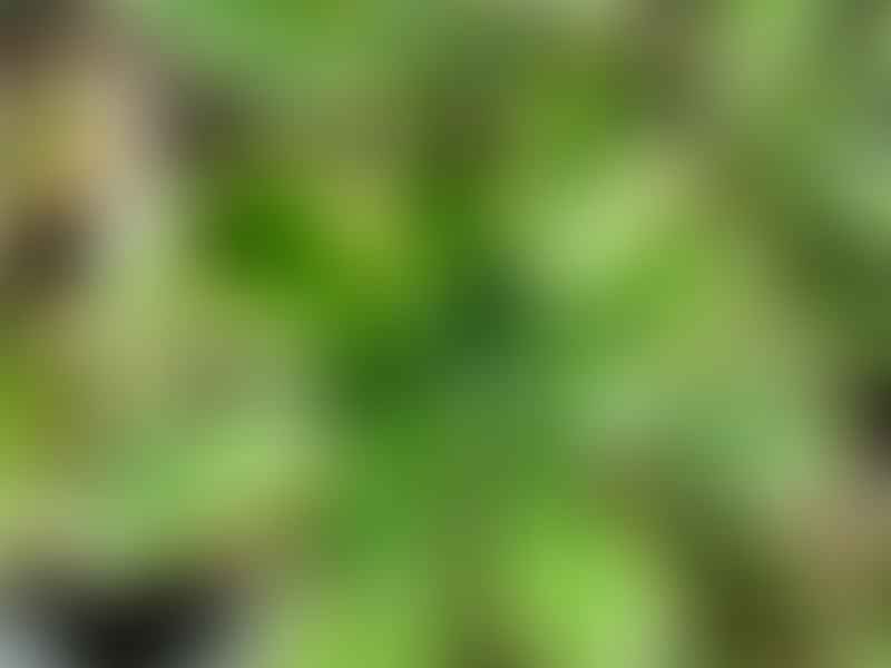 Aeonium Decorum | Aeonium | Crassulaceae