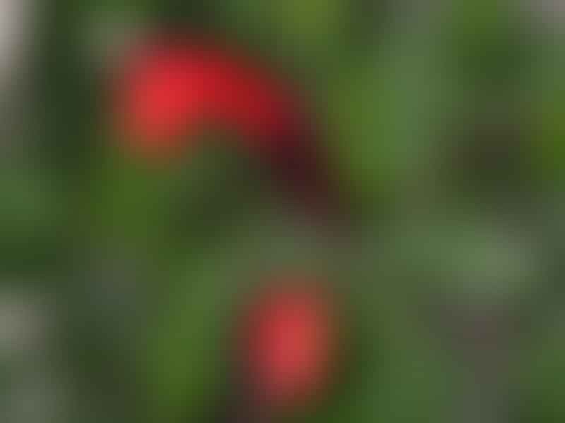 Aeschynanthus | Gesneriaceae