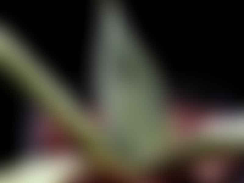 Agave Durangensis | Agave | Agavaceae