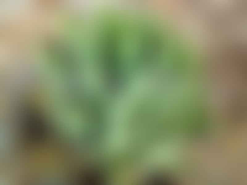 Agave Durangensis | Agave | Agavaceae