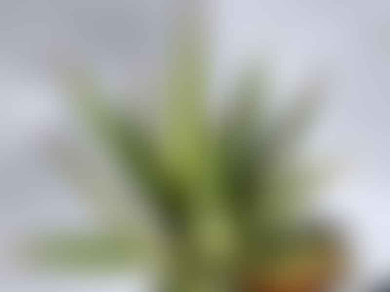 Agave Funkiana | Agave | Agavaceae