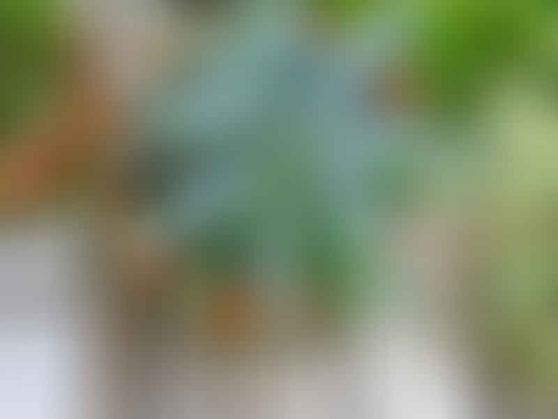 Agave Funkiana | Agave | Agavaceae