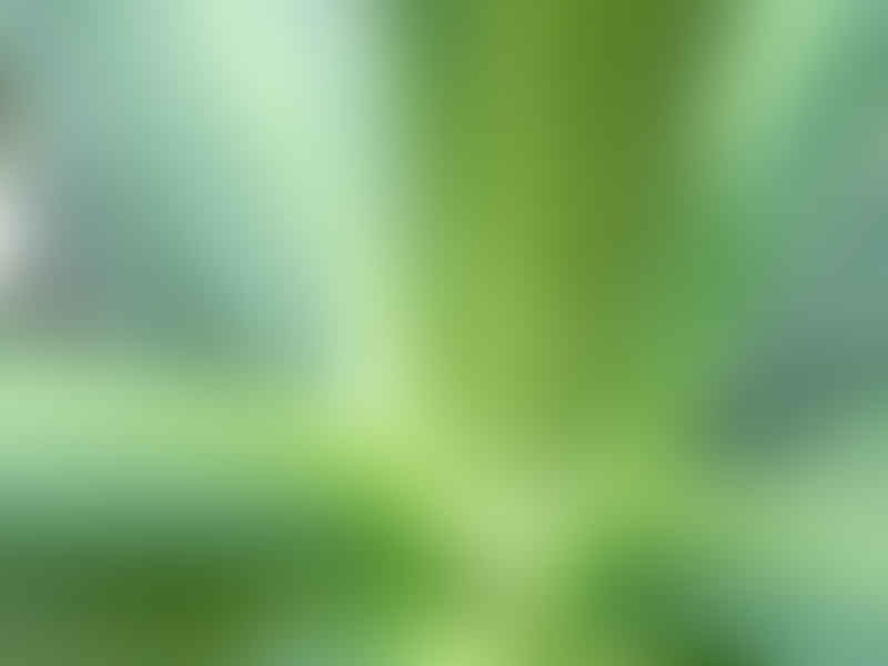Agave Nizandensis | Agave | Agavaceae