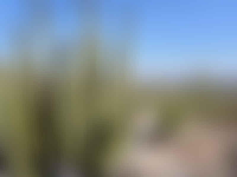 Agave Parryi Form1, Organ Pipe Monument, Arizona | Agave | Agavaceae