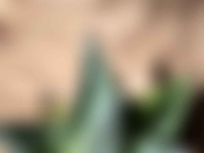 Agave Pumila | Agave | Agavaceae