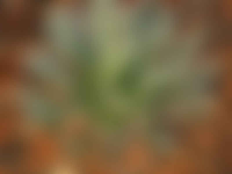 Agave Toumeyana Ssp. Toumeyana | Agave | Agavaceae