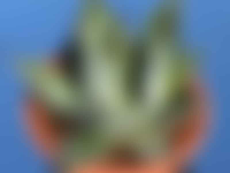 Agave Wocomahi | Agave | Agavaceae