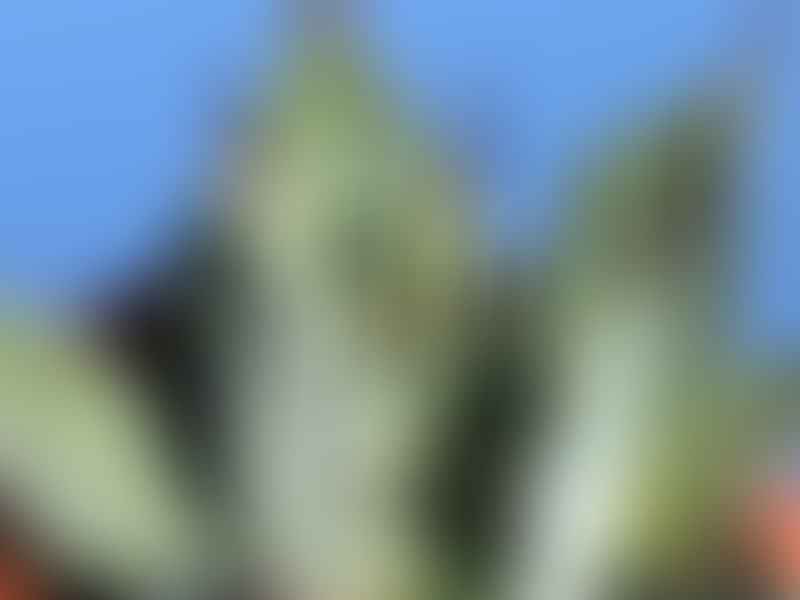 Agave Wocomahi | Agave | Agavaceae