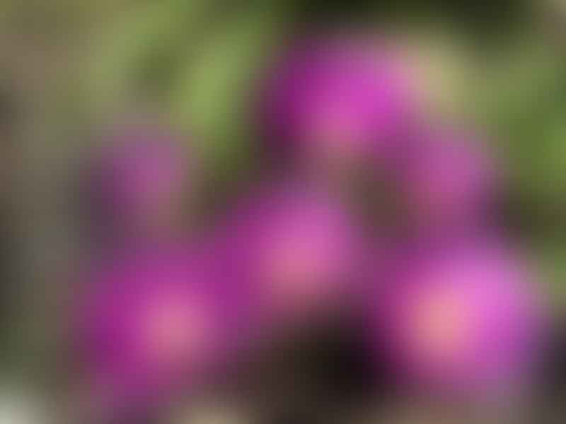 Aizoaceae
