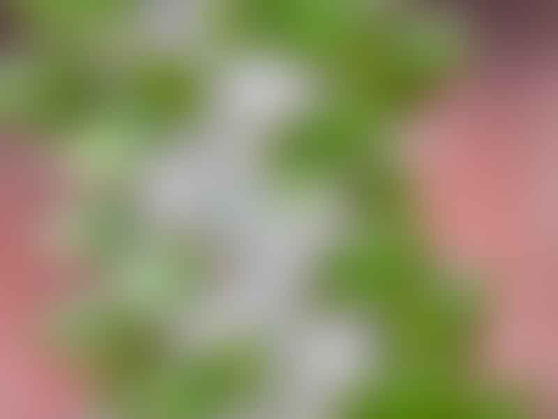 Alluaudia Ascendens | Alluaudia | Didiereaceae
