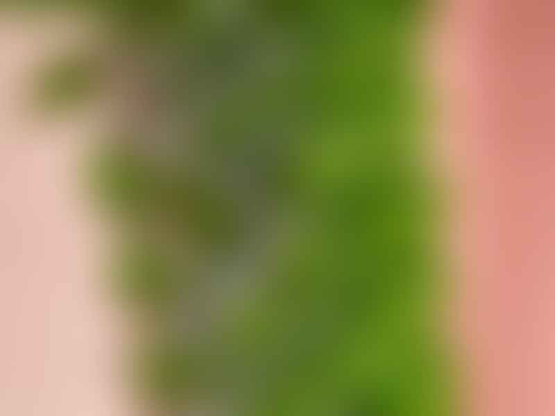 Alluaudia | Didiereaceae