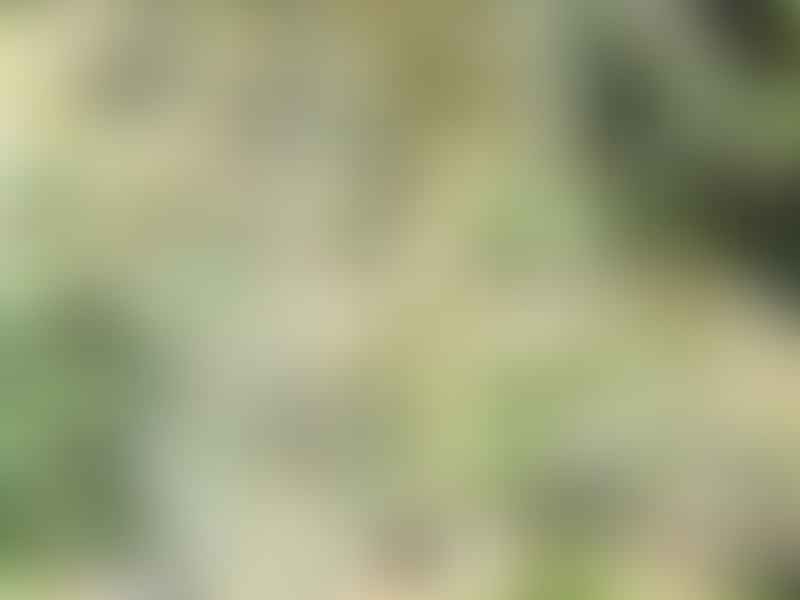 Alluaudia Dumosa | Alluaudia | Didiereaceae