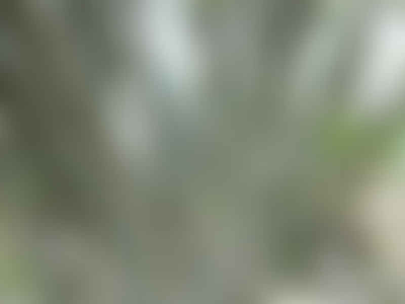 Alluaudia Dumosa | Alluaudia | Didiereaceae