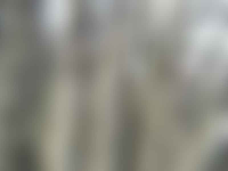 Alluaudia Dumosa | Alluaudia | Didiereaceae