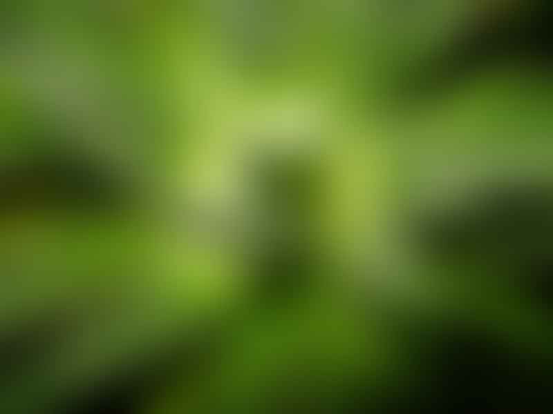 Aloaceae