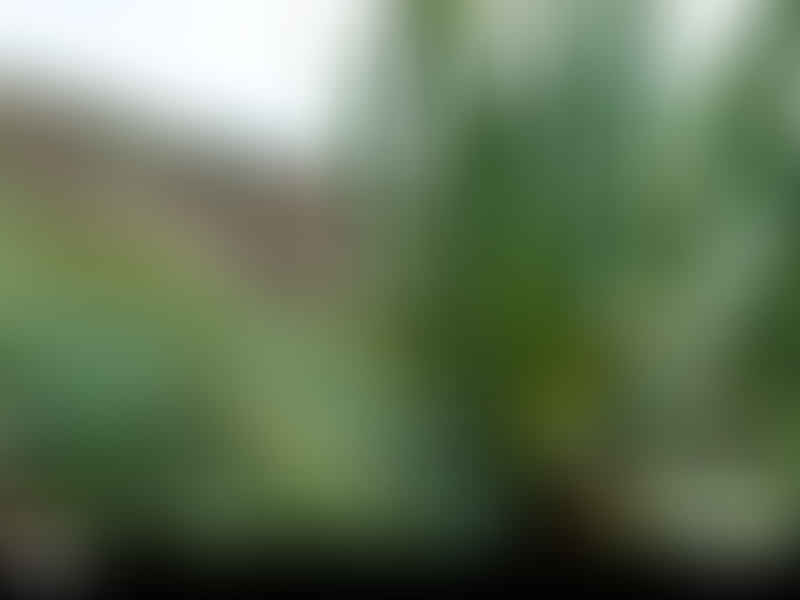 Aloaceae