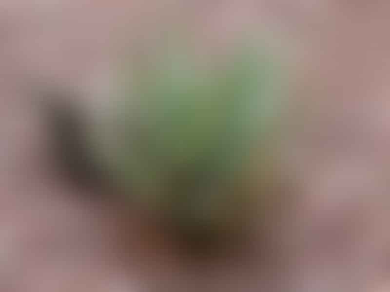 Aloaceae