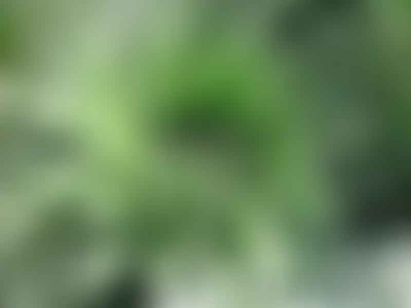 Aloaceae