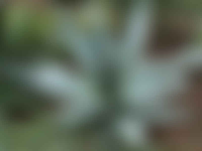Aloaceae
